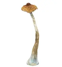 A-One Mushrooms - Brazilian