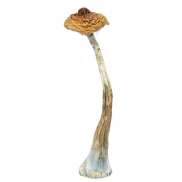 A-One Mushrooms – Brazilian
