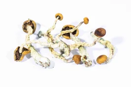 A-One Mushrooms – Creeper