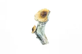 A-One Mushrooms – McKennaii