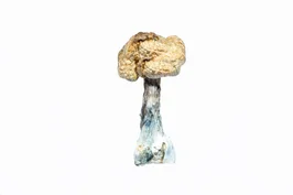 A-One Mushrooms – Koh Samui