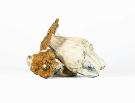A-One Mushrooms – Lucid Gates