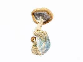 A-One Mushrooms – Amazonian