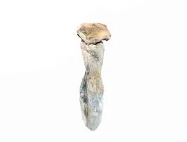A-One Mushrooms – Golden Mammoth