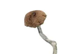 A-One Mushrooms - Mazatapec