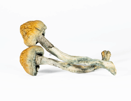 A-One Mushrooms – Trinity