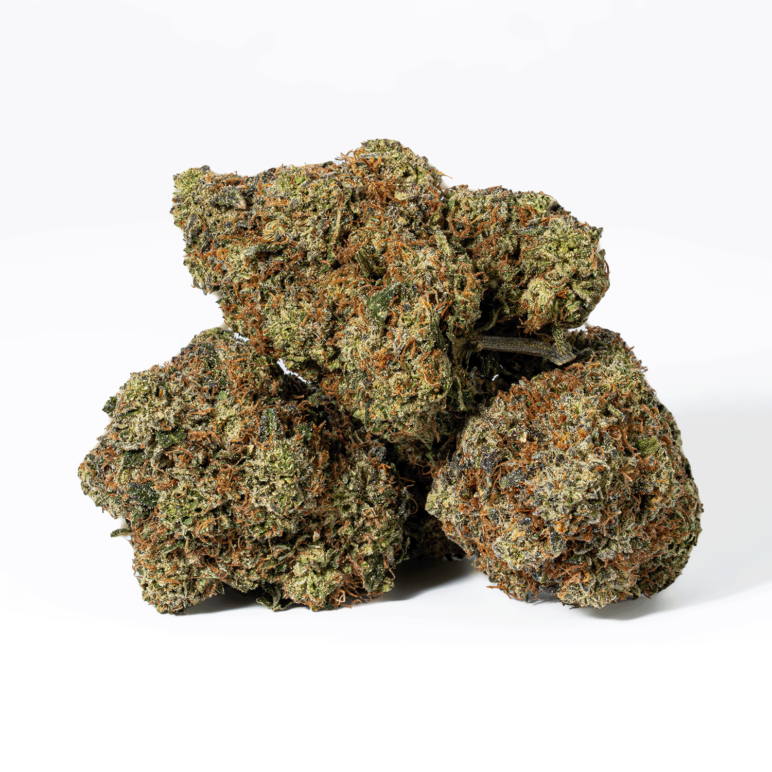Gorilla Pink (AAA+)