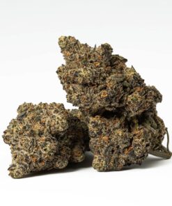 Purple Wookie (AAA+)