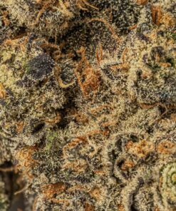 purple-wookie-cannabis-indica-4.jpg