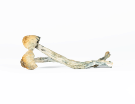 A-One Mushrooms – B Plus