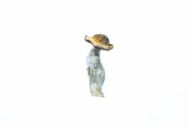 A-One Mushrooms – Ecuadorian