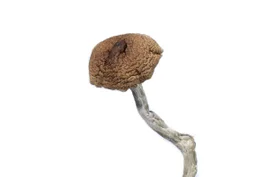 A-One Mushrooms – Mazatapec
