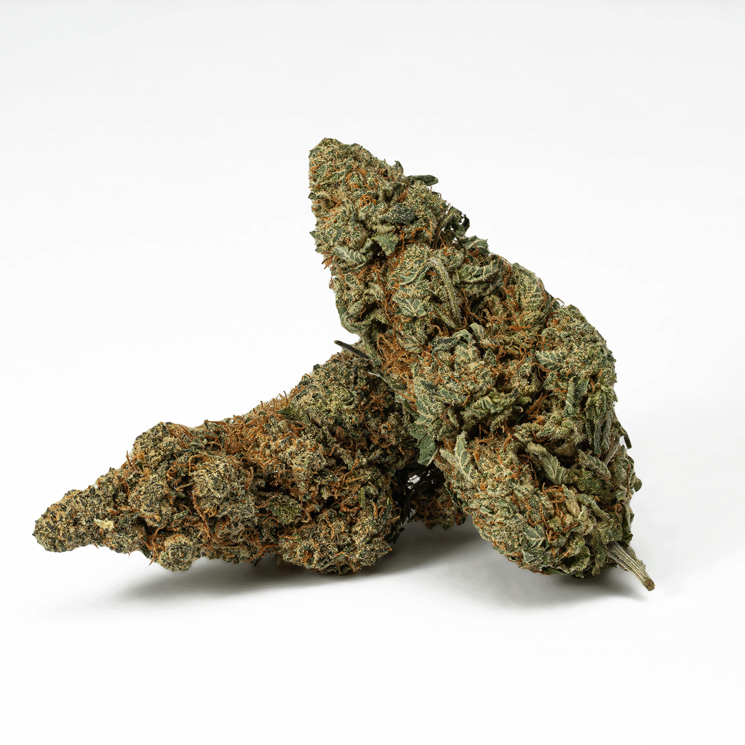 Frosty (AA+)