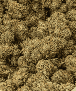 jack-herer-cannabis-sativa-5.png