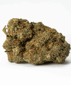 papaya-cannabis-indica-3.png
