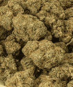 papaya-cannabis-indica-5.png