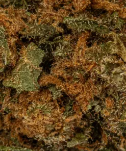 Royal-Kush-Cannabis-Indica-1-1.webp