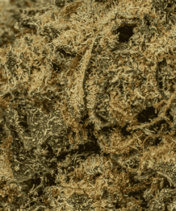 banana-cream-cannabis-indica-4.png