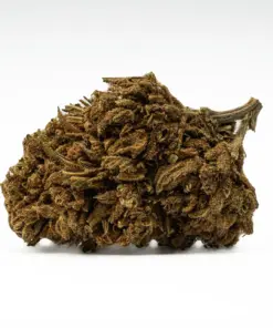 golden-haze-cannabis-sativa-1.webp