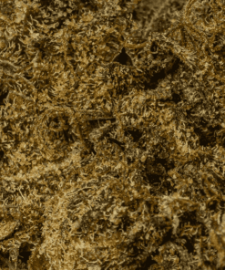 black-jesus-cannabic-indica-4.png