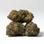 CITRUS-SKUNK-2.webp
