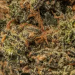 CITRUS-SKUNK-4.webp