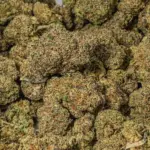CITRUS-SKUNK-5.webp