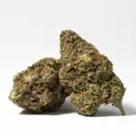 DURBAN-POISON-1.webp