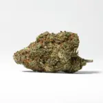DURBAN-POISON-3.webp