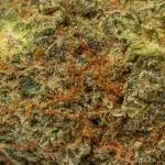 DURBAN-POISON-4.webp