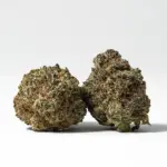 GORILLA-GLUE-1.webp