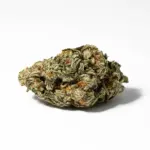 WHITE-WIDOW-3.webp