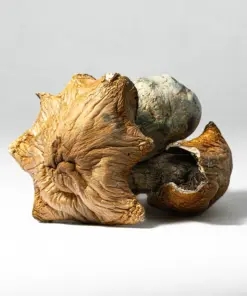 Hillbilly Pumpkin Mushrooms