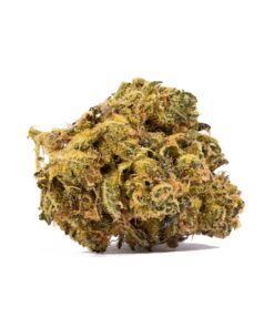 cheese-wiz-cannabis-hybrid-3.jpg