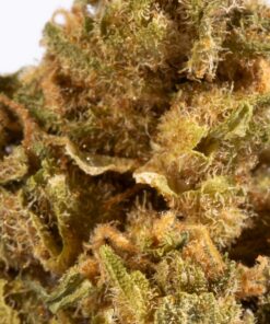 jack-herer-cannabis-sativa-4.jpg