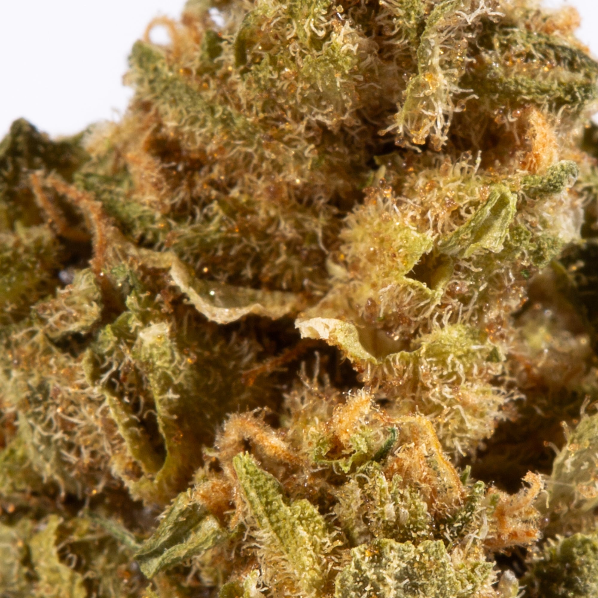 jack-herer-cannabis-sativa-4.jpg