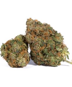 Pink Gorilla (AAA+) Promo