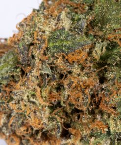 PINK-GORILLA-4.jpg
