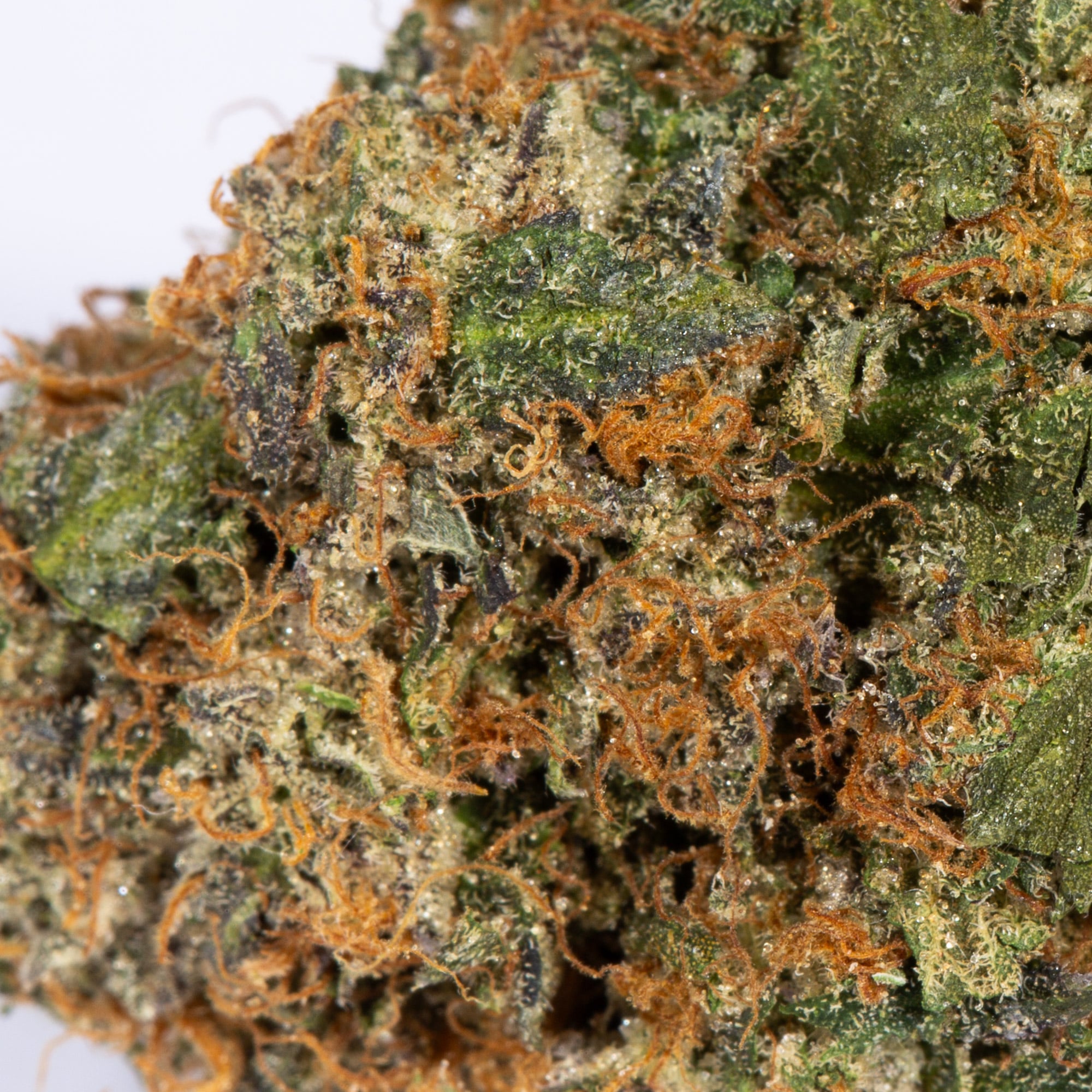 PINK-GORILLA-4.jpg