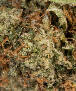 LEMON-SWEET-SKUNK1.jpg
