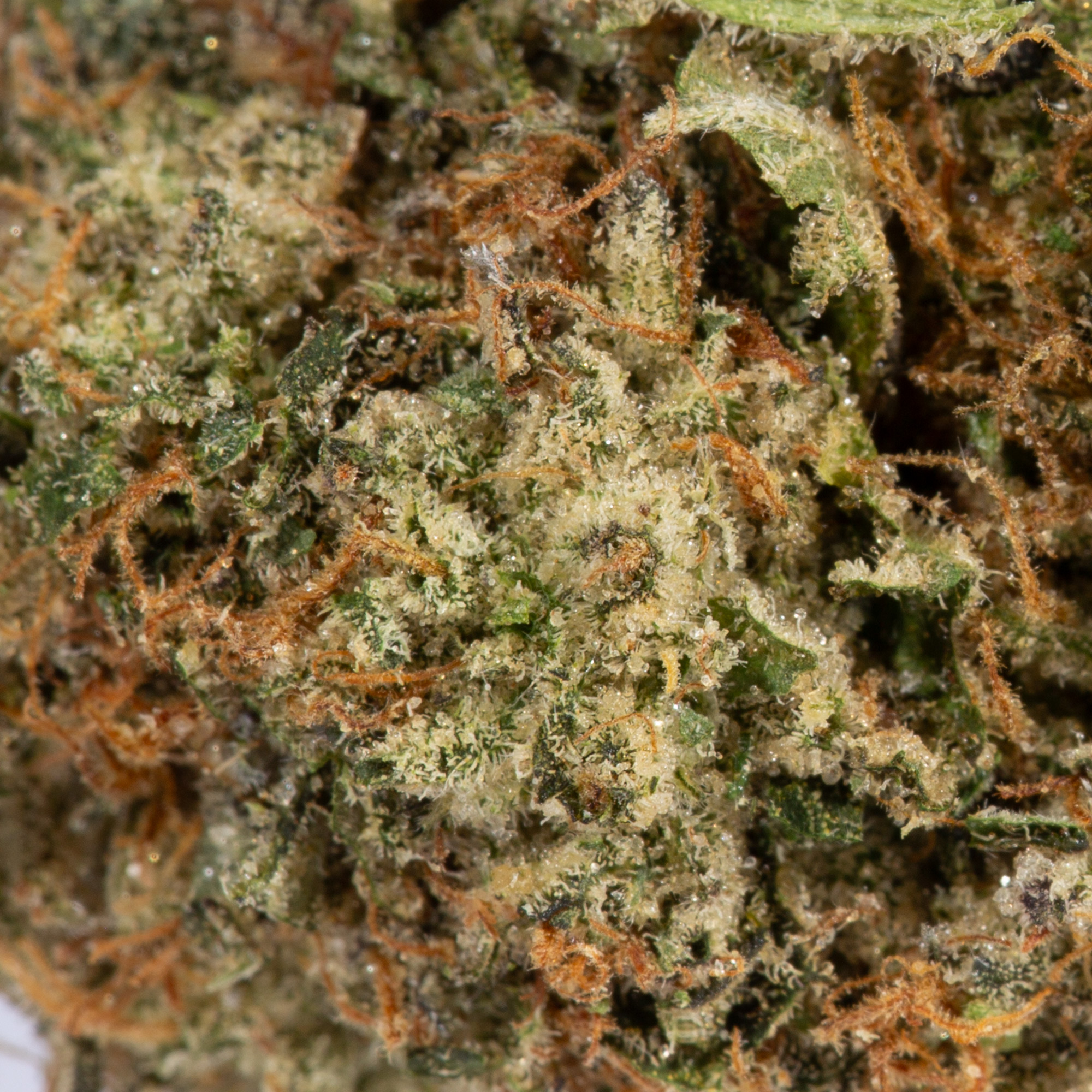 LEMON-SWEET-SKUNK1.jpg