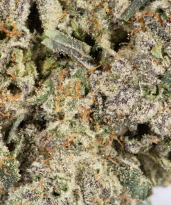PAPAYA1.jpg