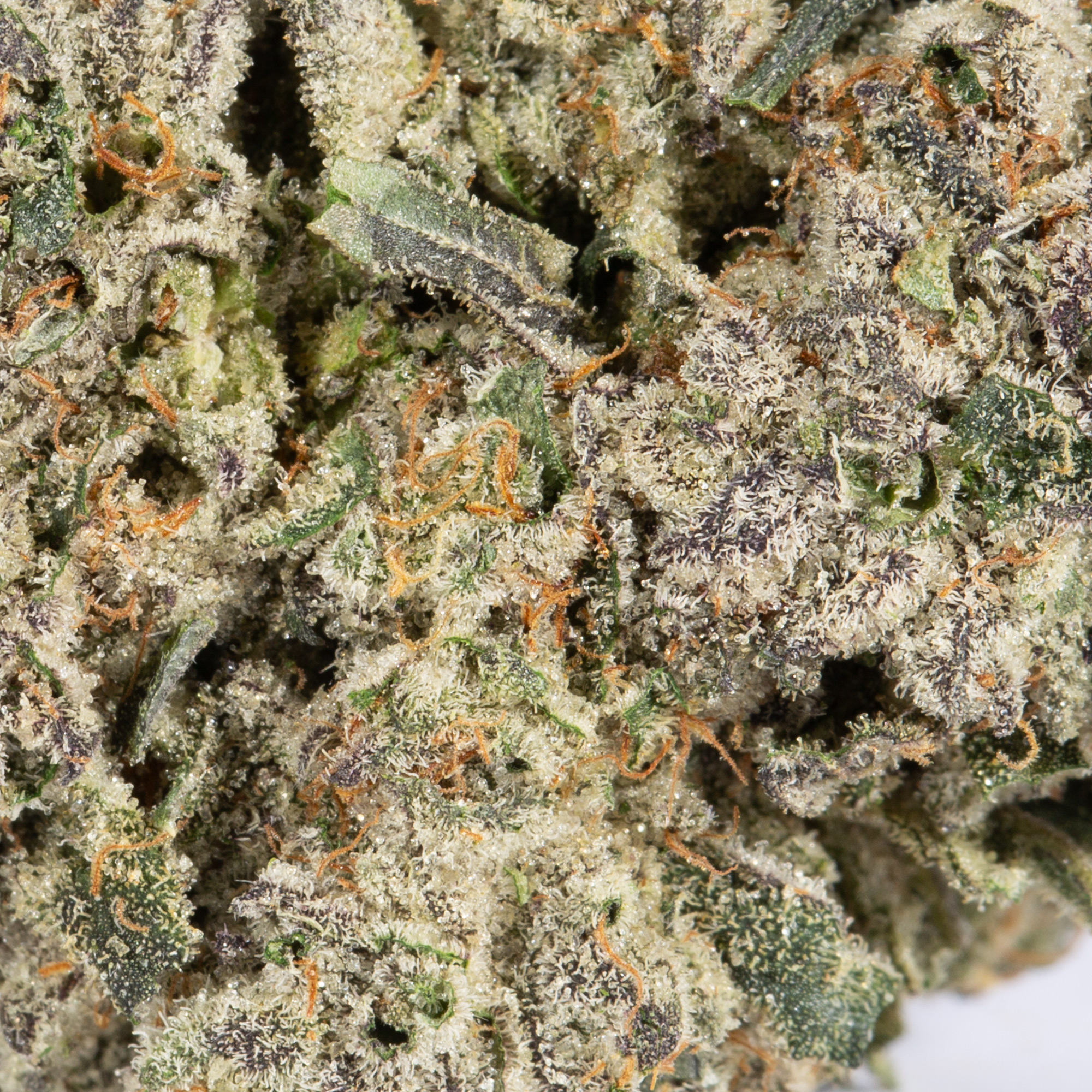 PAPAYA1.jpg