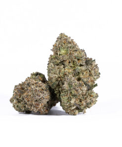 PAPAYA2.jpg