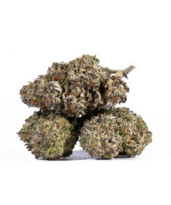 PAPAYA3.jpg