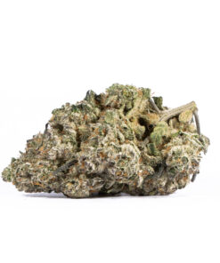 PAPAYA4.jpg
