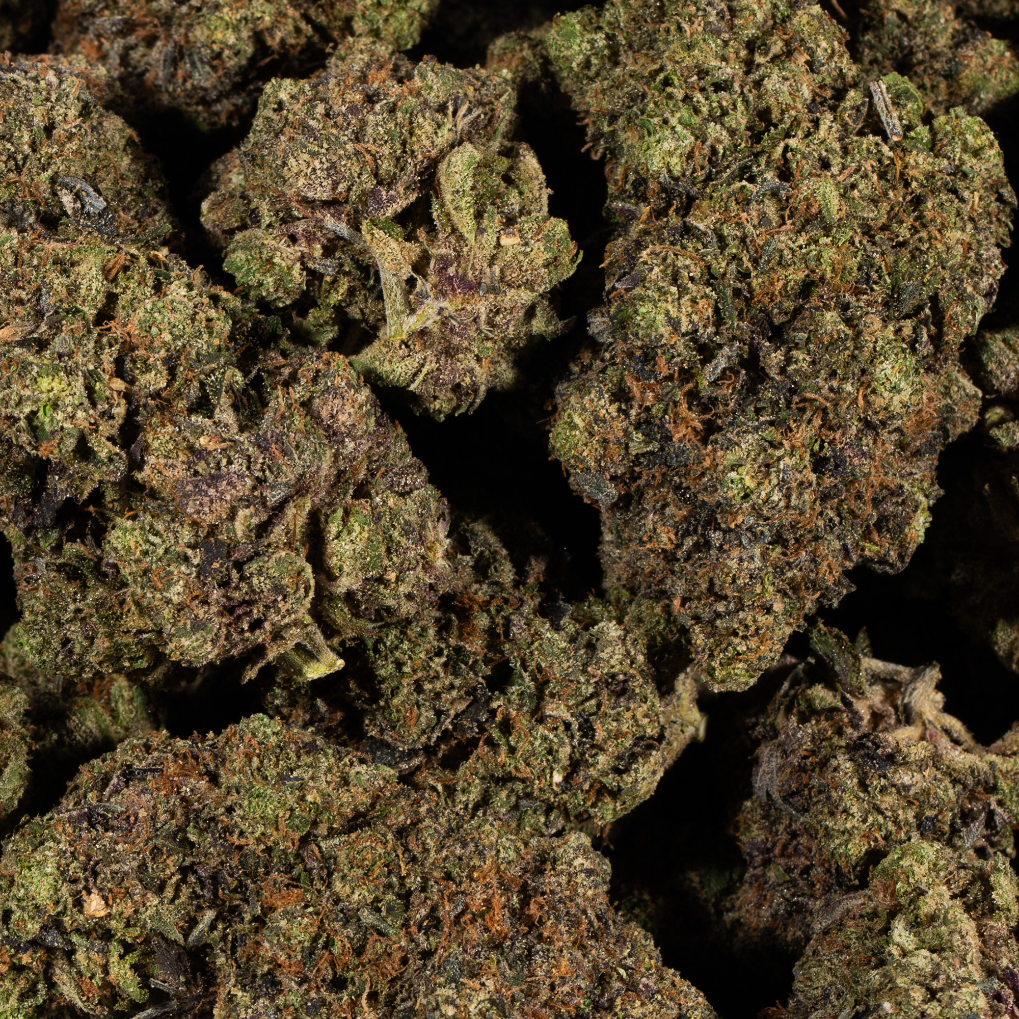 TOM-FOR-PINK-KUSH2.jpg
