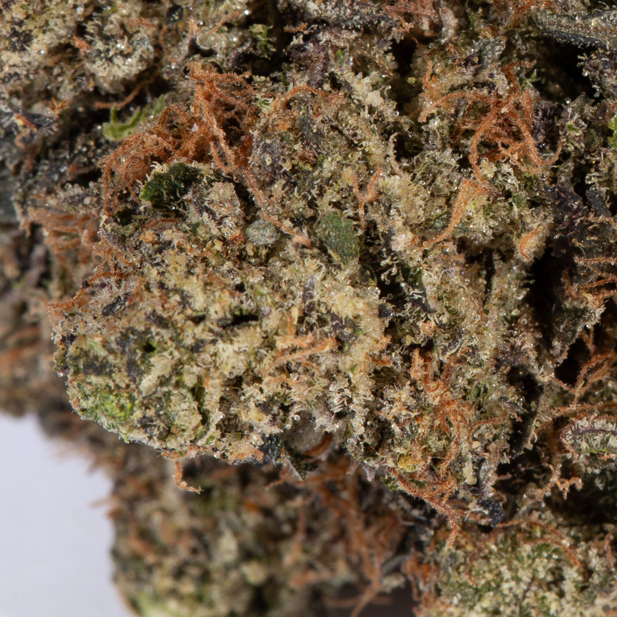 TOM-FOR-PINK-KUSH4.jpg