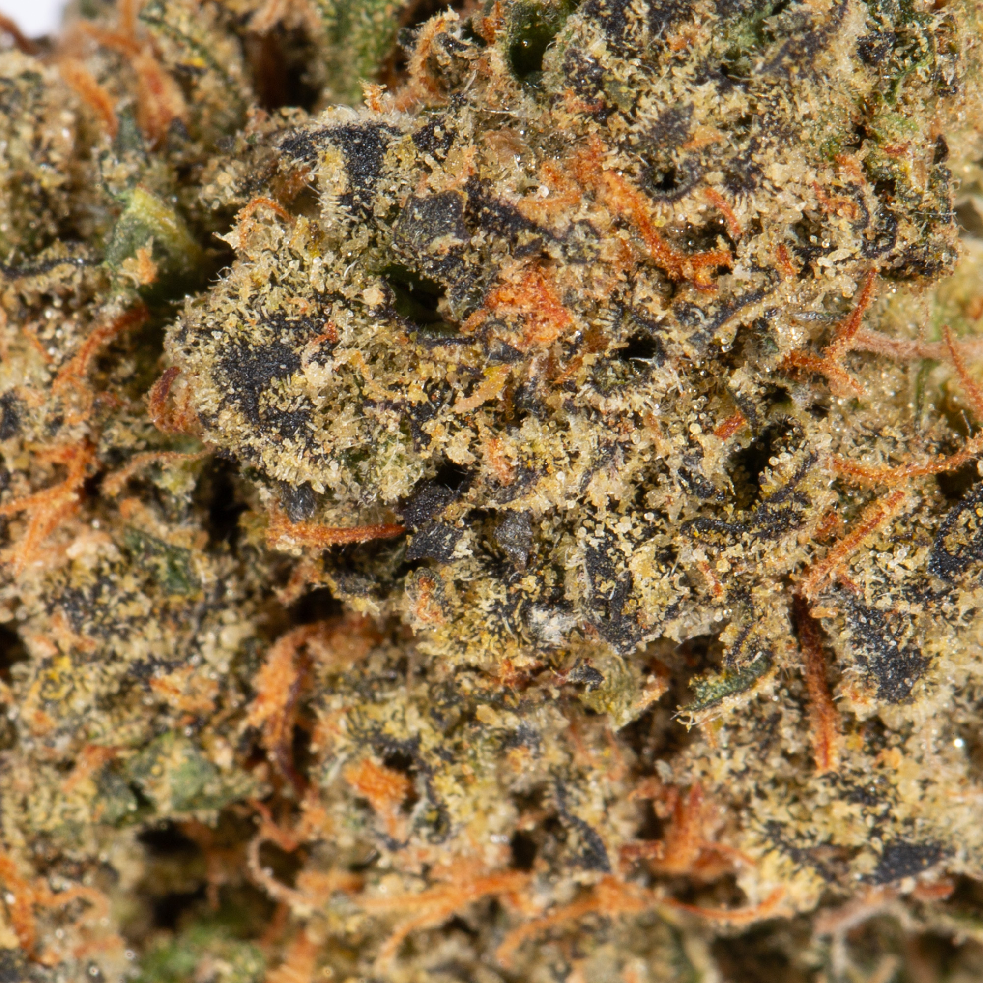 TROPIC-THUNDER-224G-AAAA-4.jpg