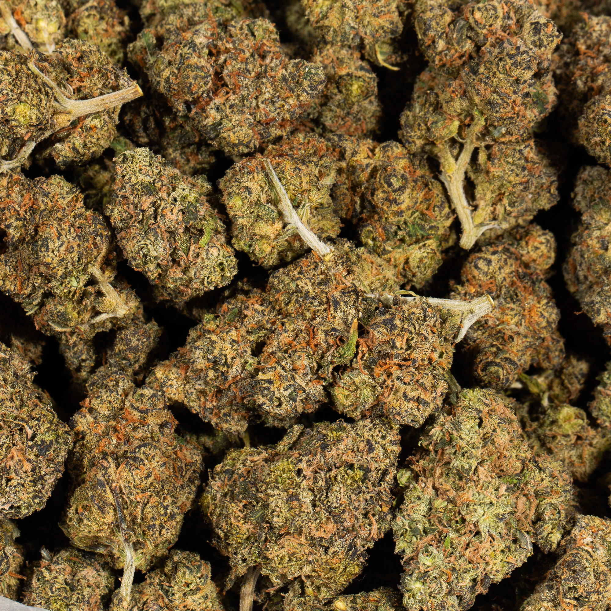 TROPIC-THUNDER-224G-AAAA-5.jpg